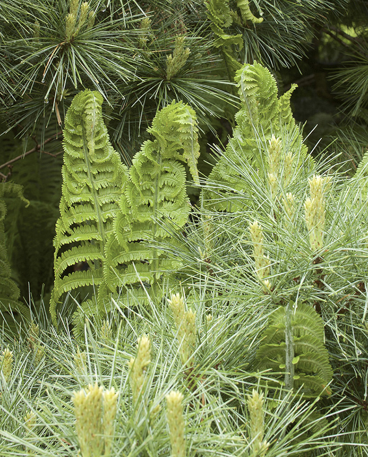 Ostrich fern fronds unfurl in spring and mingle with dwarf white pine needles - photo 2