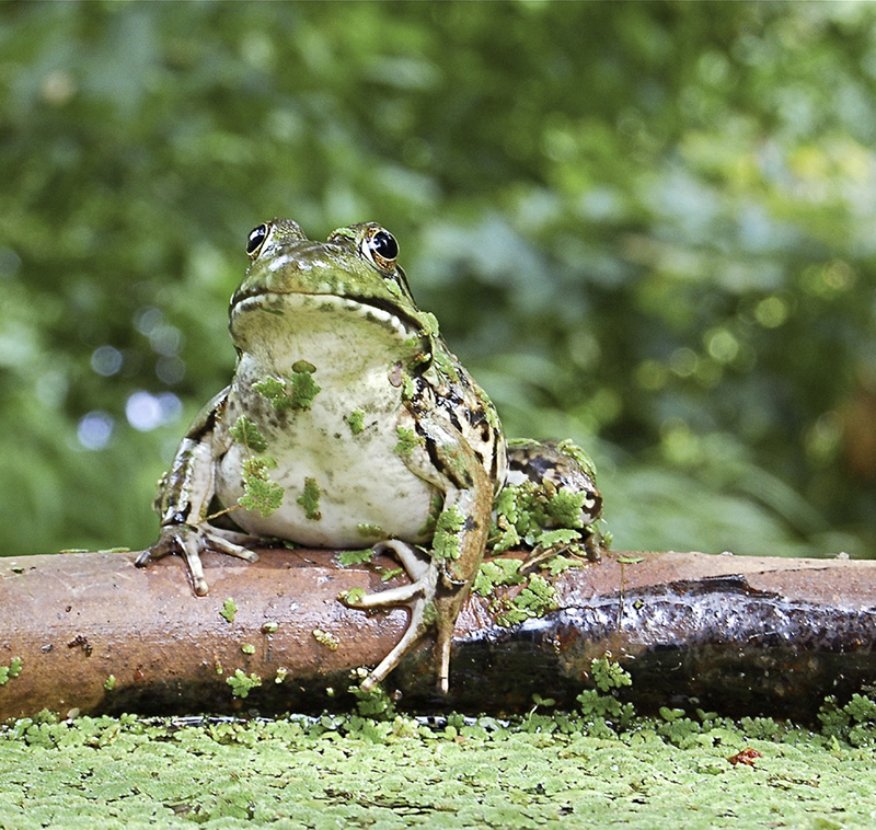 A female green frog perches on the lip of a water- and Azolla-filled trough she - photo 5