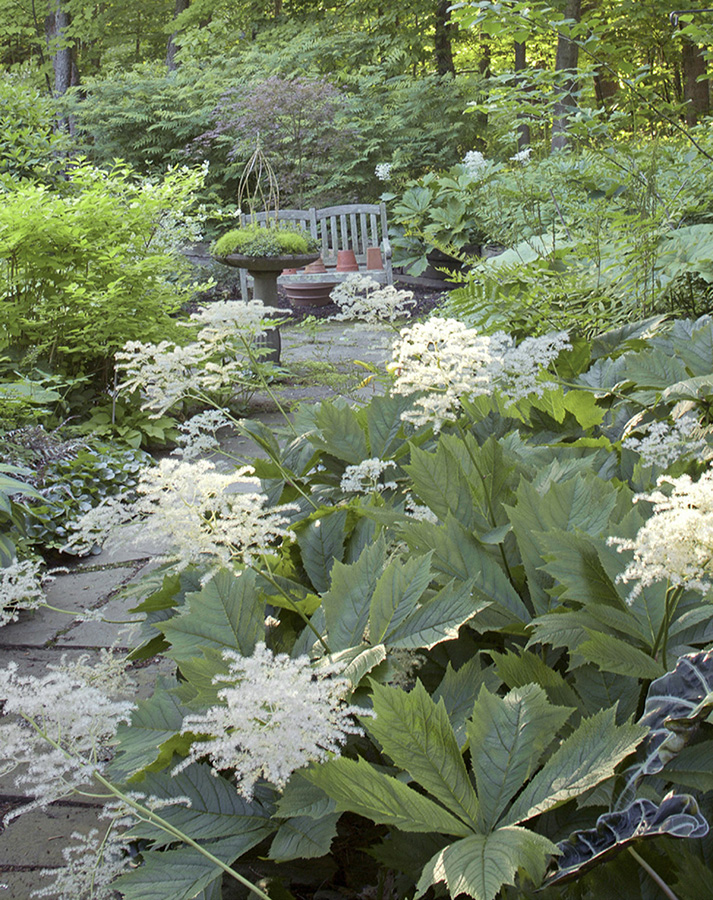 Rodgersia podophylla sends up creamy plumes in early June but its bold foliage - photo 6