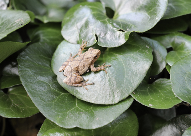 A spring peeper Pseudacris crucifer rests on a leaf of European wild ginger - photo 8