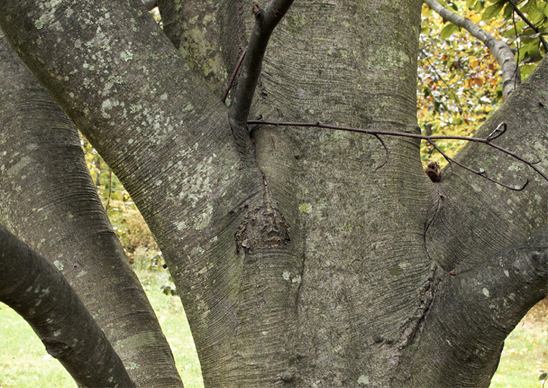 The now-muscular trunk of a European copper beech was just a youngster when - photo 9