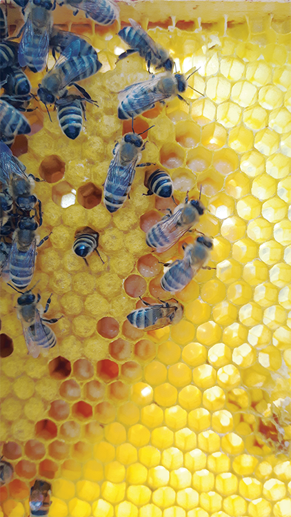 Female worker bees and larvae Close up of bee covered in pollen Artists Conk - photo 7