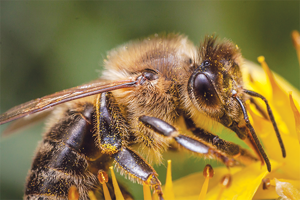 Close up of bee covered in pollen Artists Conk Ganoderma applanatum Blue - photo 8