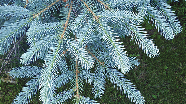 Blue spruce Young tamarack cone Red Osier Dogwood berries - photo 10