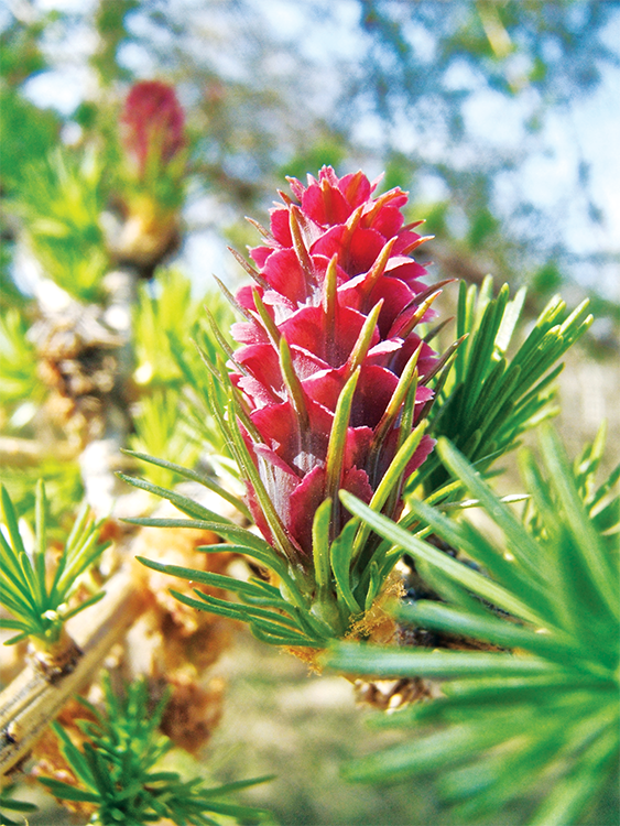 Young tamarack cone Red Osier Dogwood berries Bunchberry - photo 11