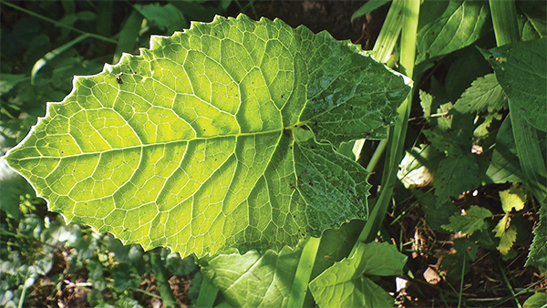 Coltsfoot leaf Arrowleaved Coltsfoot Paper Birch - photo 3