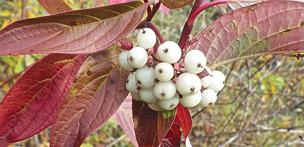 Red Osier Dogwood berries Bunchberry Buffalo Berry stems and leavesnote - photo 12