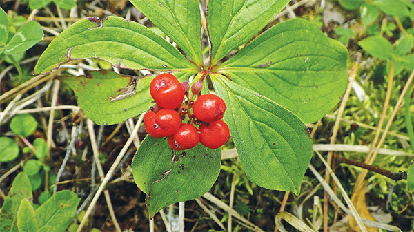 Bunchberry Buffalo Berry stems and leavesnote distinct spotted appearance - photo 13