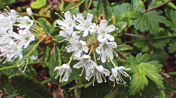 Labrador Tea Ghost pipe Cow Parsnip flowers - photo 16