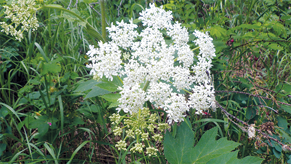 Cow Parsnip flowers Wild Blue Scullcap S lateriflora Marsh Scullcap flower - photo 18