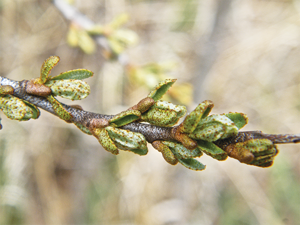 Buffalo Berry stems and leavesnote distinct spotted appearance Unripe high - photo 14