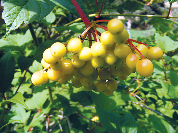 Unripe high bush cranberries Labrador Tea Ghost pipe - photo 15