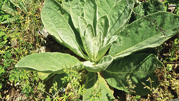 First year Mullein leaves Basket of calamus root Ripe fertile seed head of - photo 22