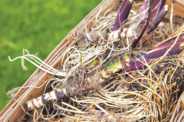 Basket of calamus root Ripe fertile seed head of Acorus americanus Wild - photo 23