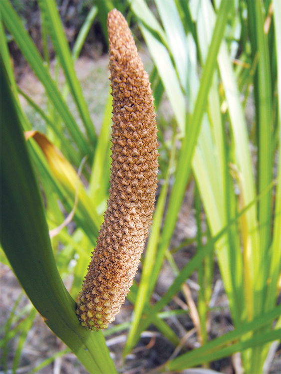 Ripe fertile seed head of Acorus americanus Wild sarsaparilla Aralia - photo 24