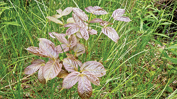 Wild sarsaparilla turning purple when forest canopy is removed Rhodiola rosea - photo 26