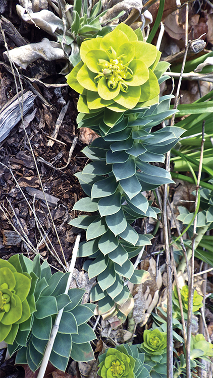 Rhodiola rosea Alberta grown Rhodiola rosea Bear root Hedysarum alpinum - photo 27