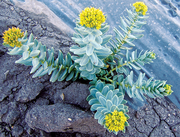 Alberta grown Rhodiola rosea Bear root Hedysarum alpinum Bear root flower - photo 28