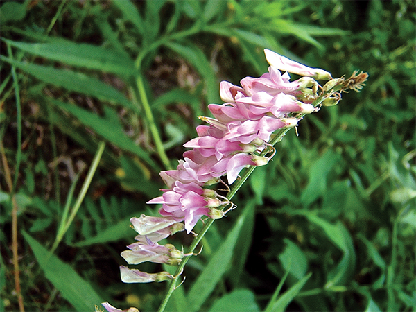 Bear root Hedysarum alpinum Bear root flower close up Courtesy of Glen and - photo 29