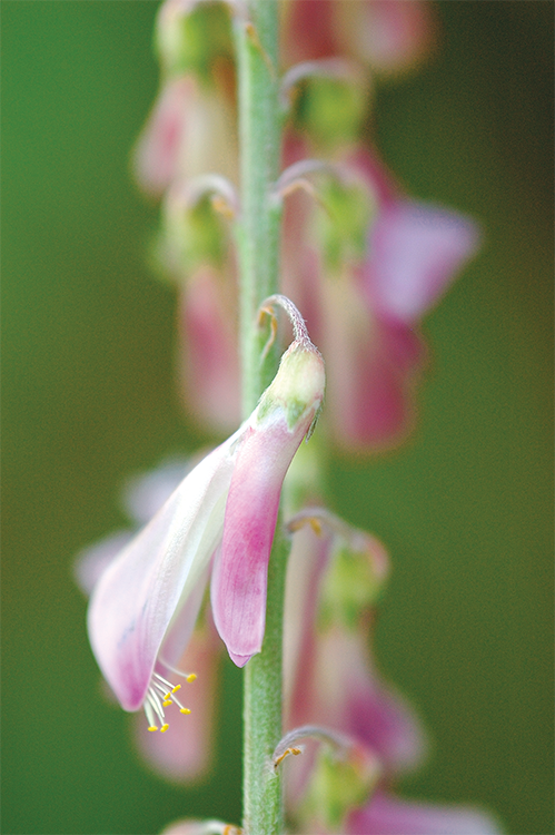 Bear root flower close up Courtesy of Glen and Maureen Lee Regina SK Praise - photo 30