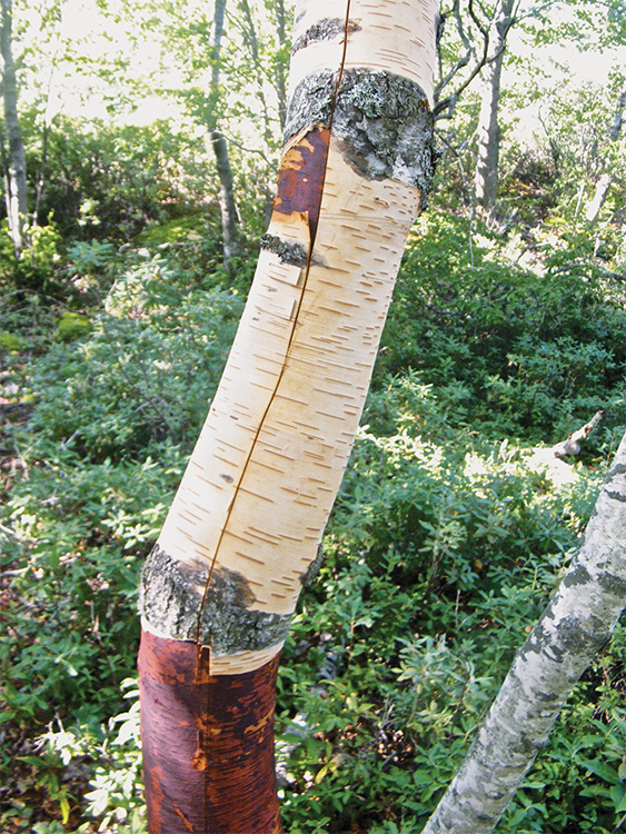 Paper Birch Bog Birch Betula glandulosa Female worker bees and larvae - photo 5