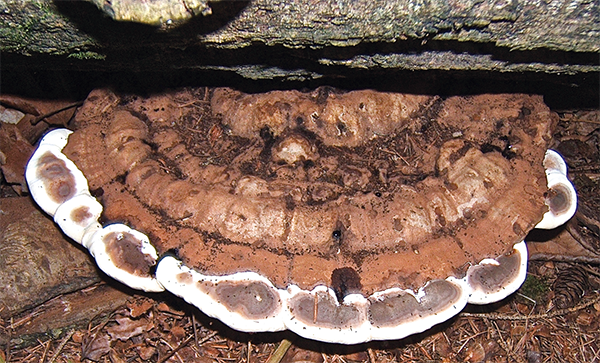 Artists Conk Ganoderma applanatum Blue spruce Young tamarack cone - photo 9