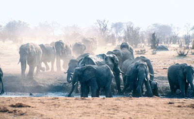 Elephant dominate the Charara Rivers watering holes The Chararas north bank - photo 8