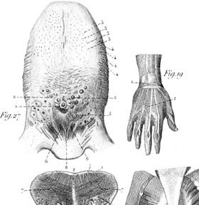 the MONSTRUMOLOGIST WILLIAM JAMES HENRY To Sandy An imprint of Simon - photo 1