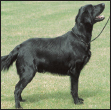 Learn the requirements of a well-bred Flat-Coated Retriever by studying the - photo 5