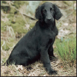 Find out about how to locate a well-bred Flat-Coated Retriever puppy Discover - photo 6