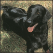 By Lowell Ackerman DVM DACVD Become your dogs healthcare advocate and a - photo 9