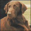 Know when to consider your Flat-Coated Retriever a senior and what special - photo 10