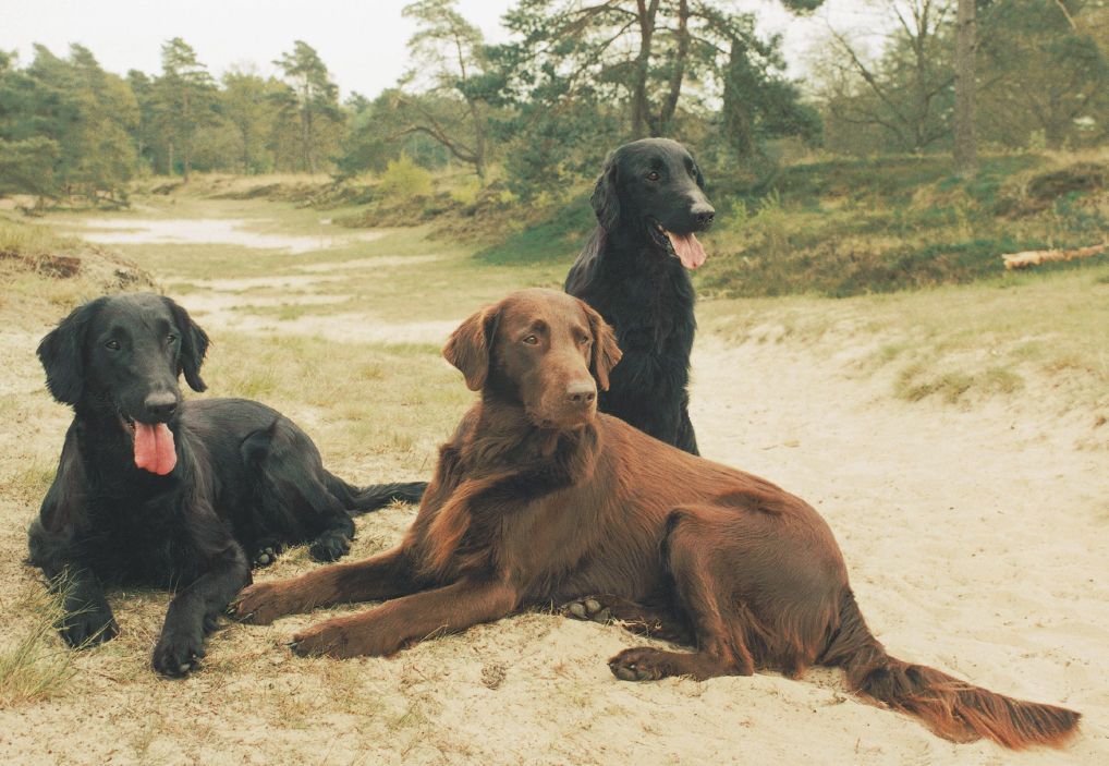 The Flat-Coated Retriever has always been an all-around favoriteloved for its - photo 12