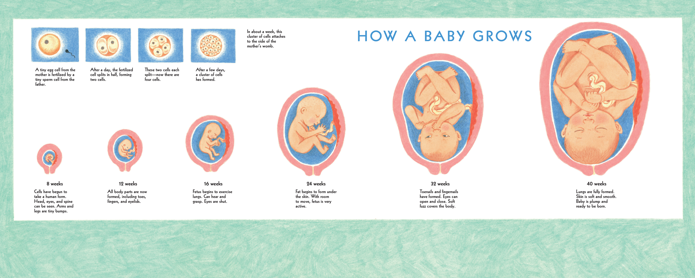 On a chart we see how a baby grows At first its so small you cant see it - photo 16