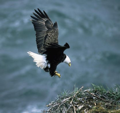 A majestic bald eagle flies over its nest Introduction A few years ago I sat - photo 3