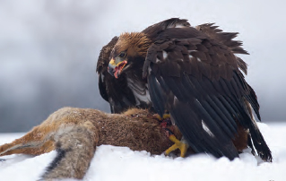 A red fox devoured in the snow In all of our imaginative ideas of eagles - photo 4