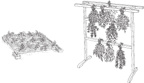 To dry herbs and flowers hang them upside down from a rack or spread them out - photo 8