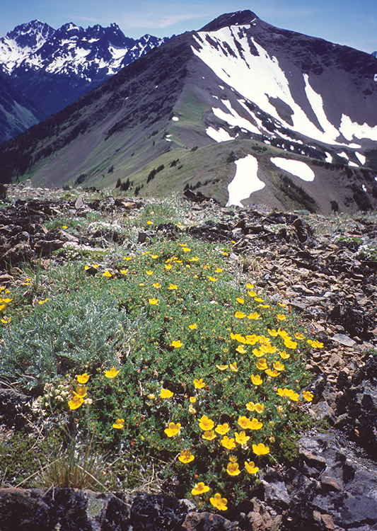 Cinquefoil adds beauty to Baldy-Gray Wolf Peak in background DAY - photo 9