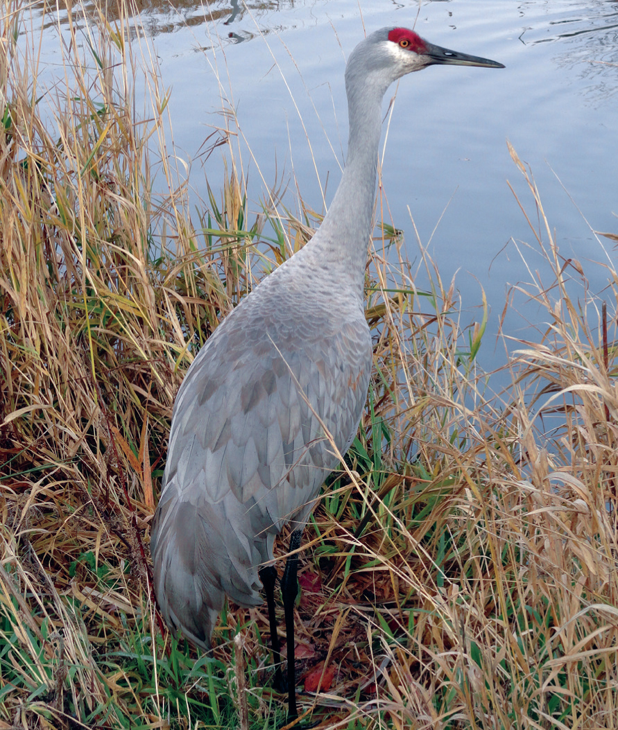 Sandhill crane at Reifel Migratory Bird Sanctuary Westham Island Sinclair - photo 5