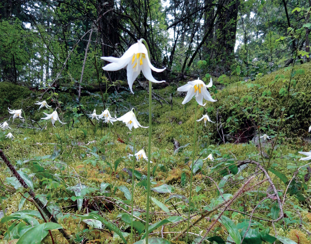 Fawn lilies at Whistle Lake Fidalgo Island Sandhill crane at Reifel - photo 4