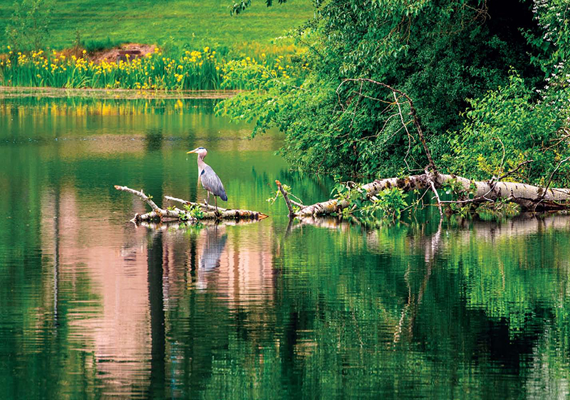 A heron hunts at Lake Sacajawea A climbing party including the two - photo 12