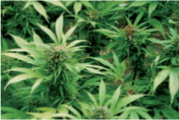 Marijuana Growers Handbook - photo 6