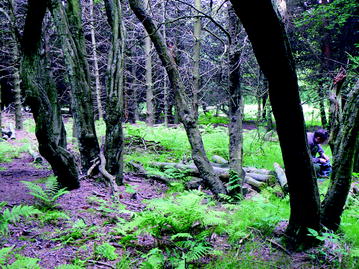 Fig 11 Abandoned coppice The threats from global cultural change and - photo 1