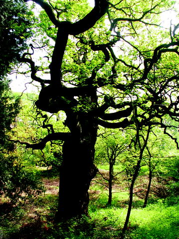 Fig 12 Ancient open-grown oak now shrouded This is a growing crisis of - photo 2