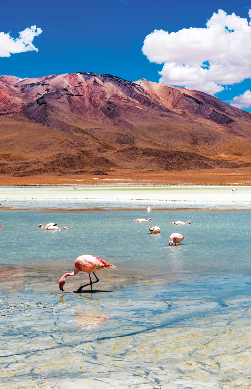 Alamy Flamingos in the Bolivian Altiplano Contents Picfair Introduction to - photo 3