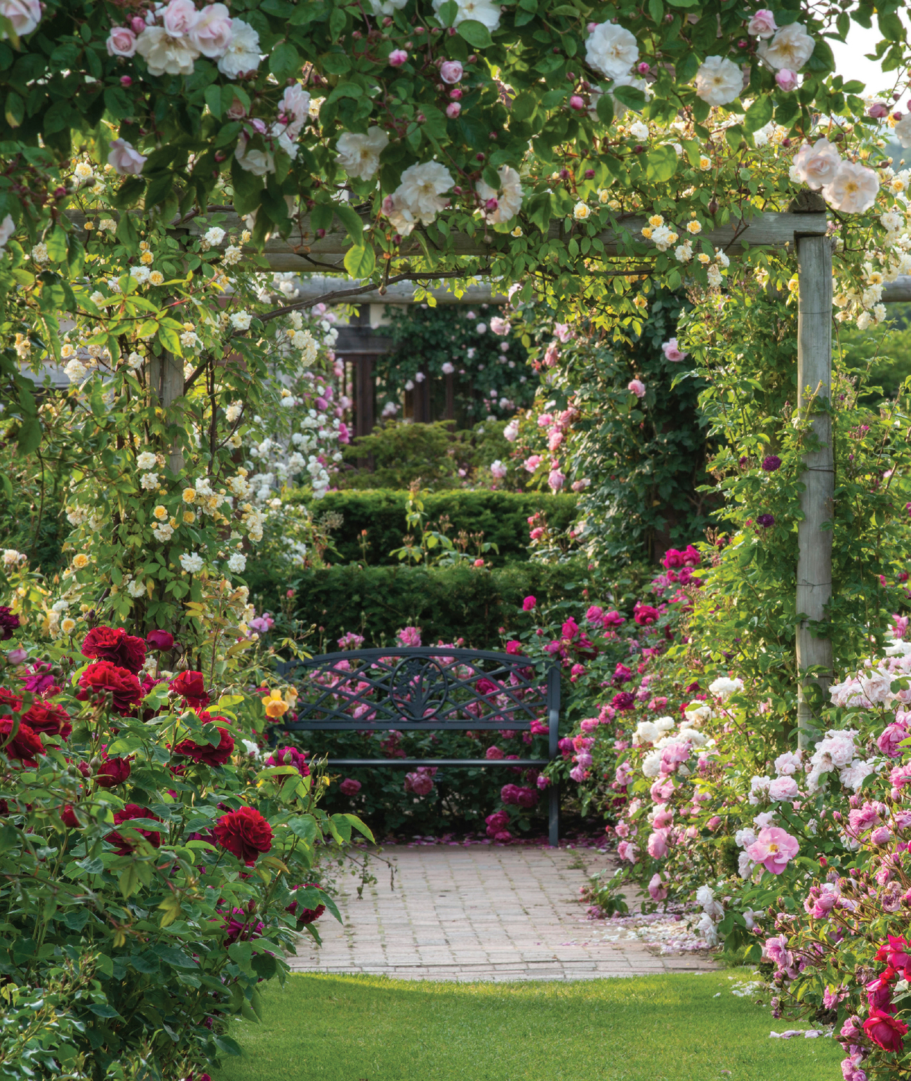 INTRODUCTION Rose expert Paul Zimmerman once wrote A man walks into a nursery - photo 5