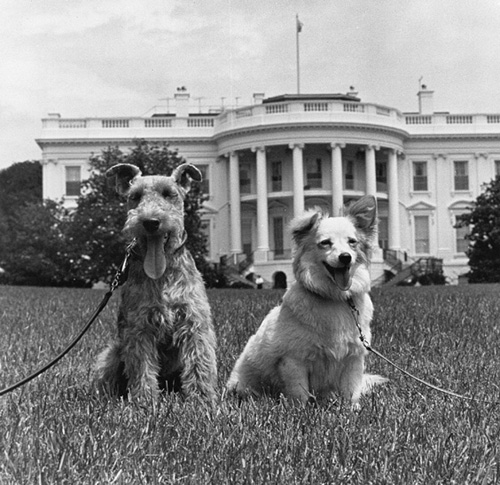 COLD WAR COUPLE Welsh terrier Charlie and Russian mate Pushinka happy as any - photo 6