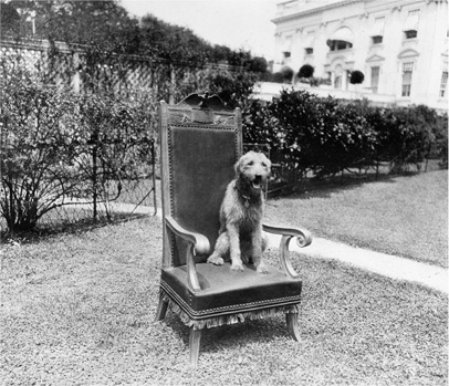 A CABINET SEAT FOR LADDIE BOY Warren Hardings airedale not only had his own - photo 3