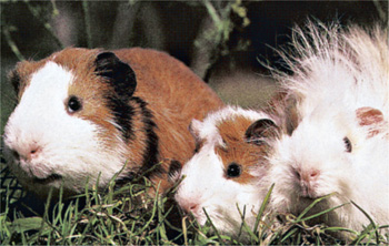 Take time to select the right guinea pigs Doing lots of research before you - photo 7