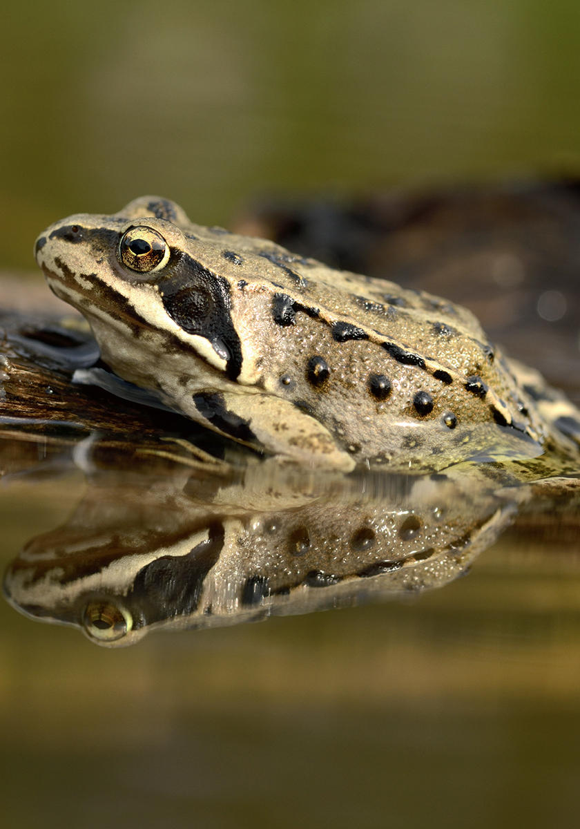 Mastering two domains both water and land means amphibians can take advantage - photo 5